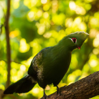 Knysna Turaco